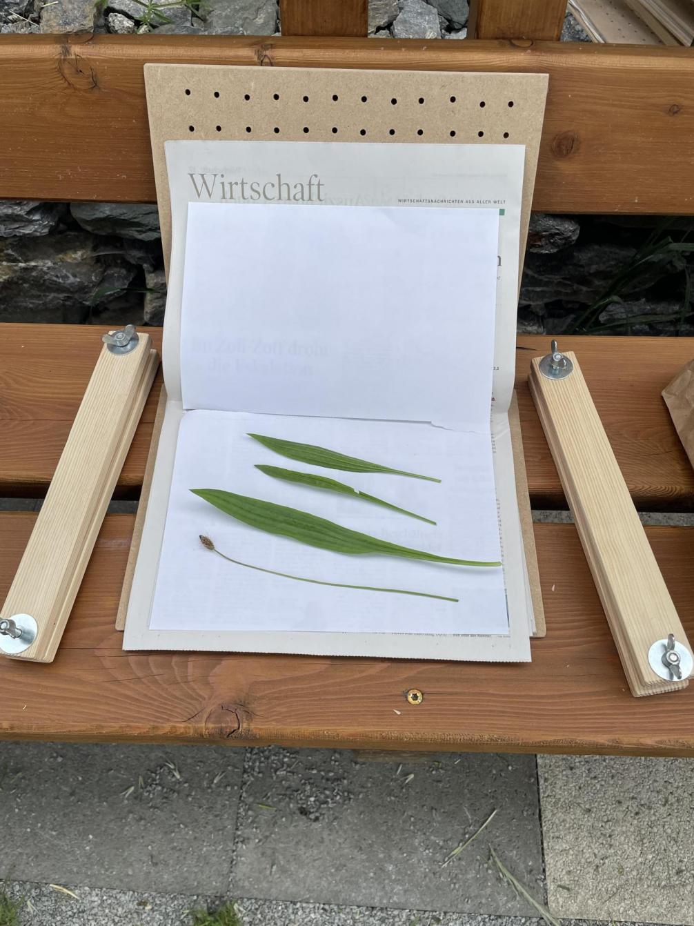 Pflanzenbestimmungen