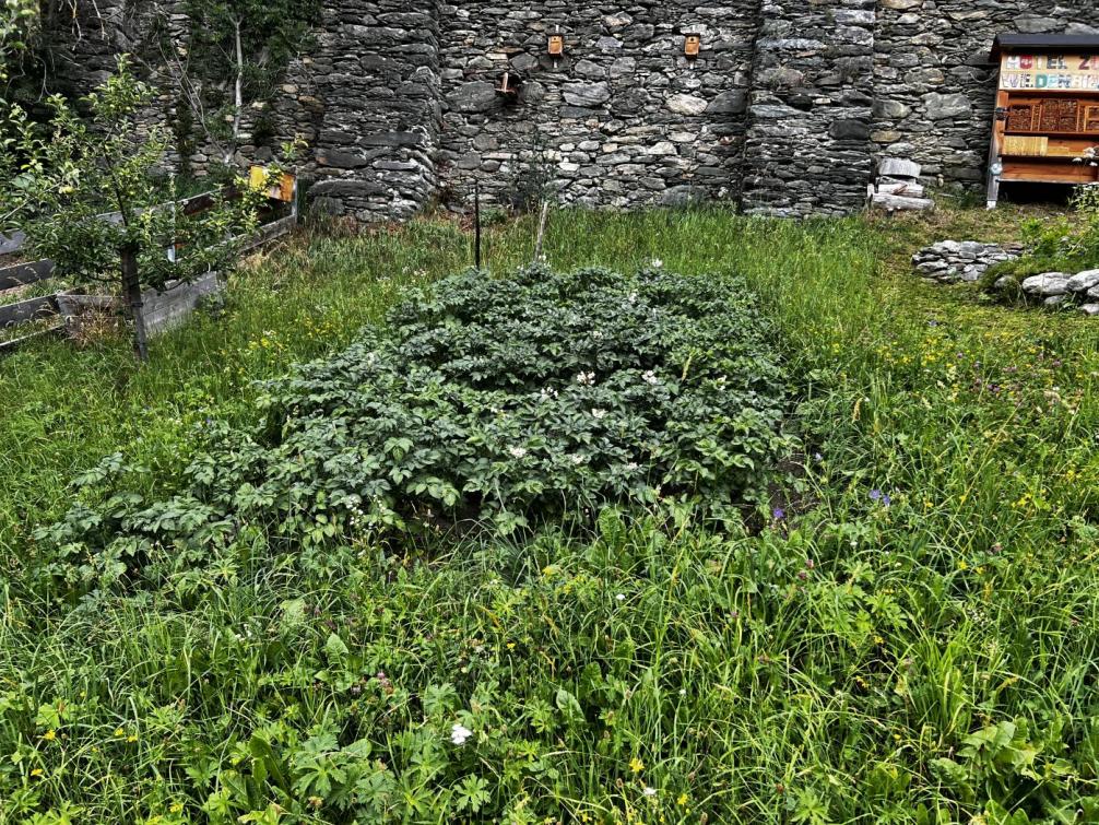 Schulgarten